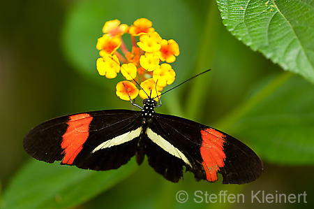 001 Kleiner Postbote - Heliconius erato